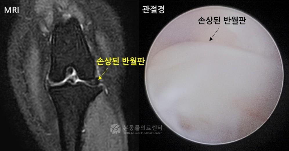 본문 이미지 - 강아지 반월판 MRI와 관절경 검사 모습(본동물의료센터 제공) ⓒ 뉴스1