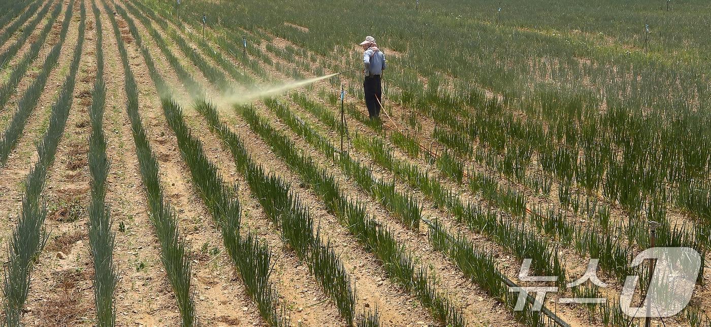 본문 이미지 - 경북 경산과 포항에 사상 첫 '폭염중대경보'가 발령된 12일 오후 경산시 한 대파밭에서 뙤약볕을 피해 모자와 마스크로 얼굴을 가린 농민이 병충해 예방을 위한 방제작업을 하고 있다. (사진은 기사 내용과 무관함) 2026.7.12 ⓒ 뉴스1 공정식 기자