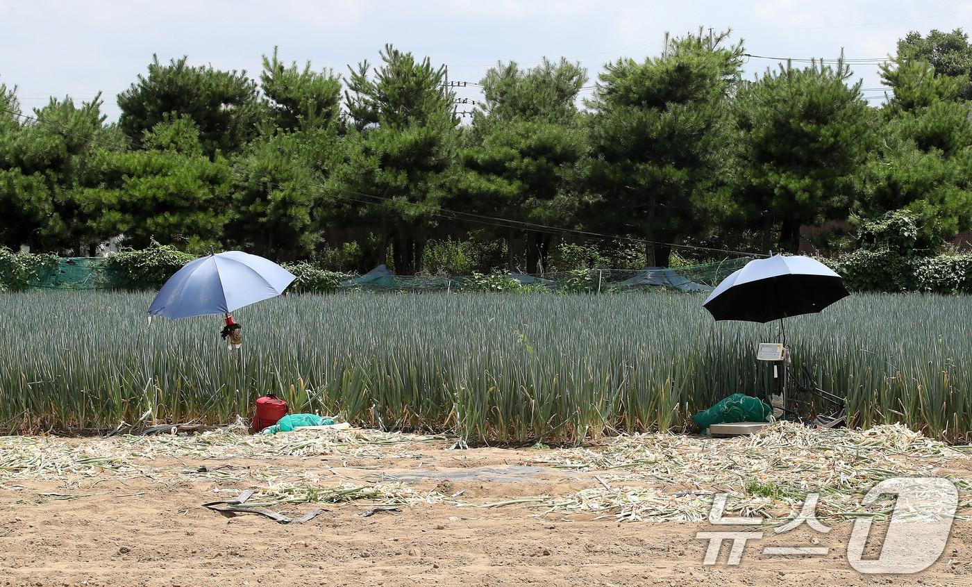 본문 이미지 - 경북 경산과 포항에 사상 첫 '폭염중대경보'가 발령된 12일 오후 뙤약볕에 내리쬐는 경산시 한 파밭에 대파 수확이 중단돼 파라솔만 덩그러니 놓여 있다. 2026.7.12 ⓒ 뉴스1 공정식 기자