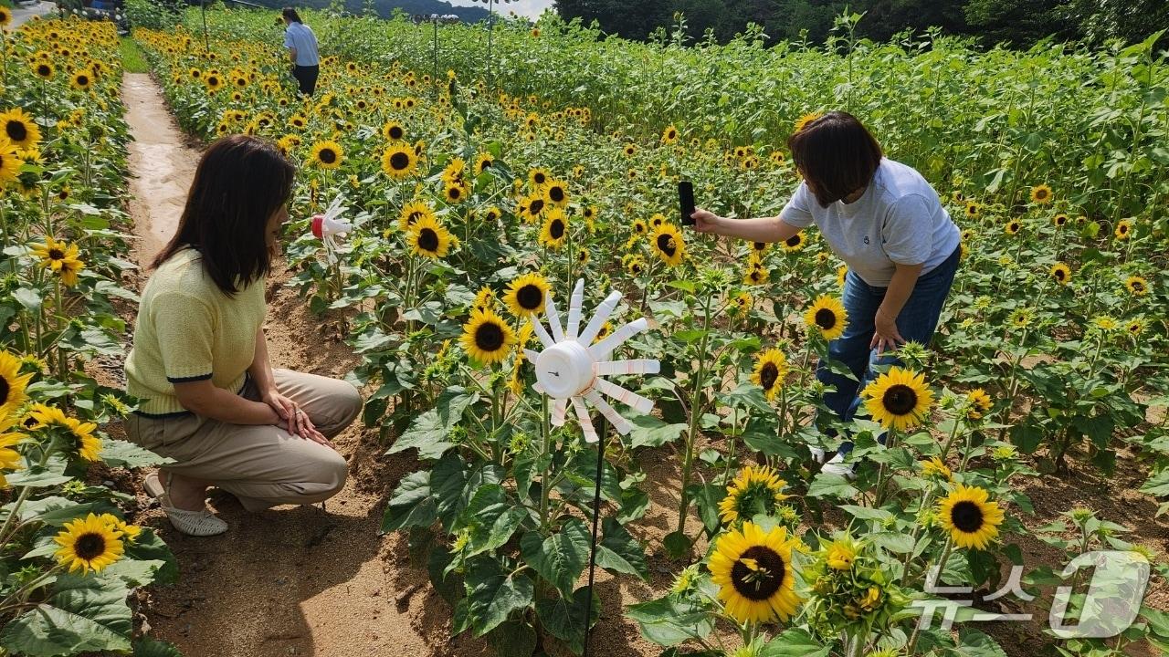 본문 이미지 - 금산군 금성면 파초리 해바라기꽃. (금산군 제공. 재판매 및 DB 금지)