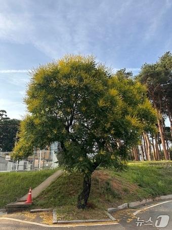 본문 이미지 - 모감주나무 전경(산림청 국립산림과학원 제공. 재판매 및 DB금지)/뉴스1