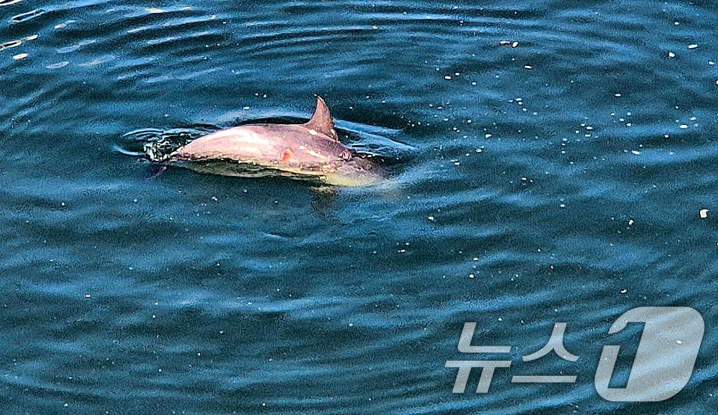 본문 이미지 - 14일 오후 강원 강릉항 요트마리나에서 구조된 남방큰돌고래 '안목이'가 울산 장생포 이송에 앞서 포획시설 안에서 안정을 취하고 있다. 2026.7.14 ⓒ 뉴스1 윤왕근 기자
