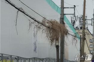본문 이미지 - 우수 신고 사례로 선정된 동래구 중·고등학교 옆 전신주 덩굴 얽힘 모습.(부산시 제공. 재판매 및 DB금지)