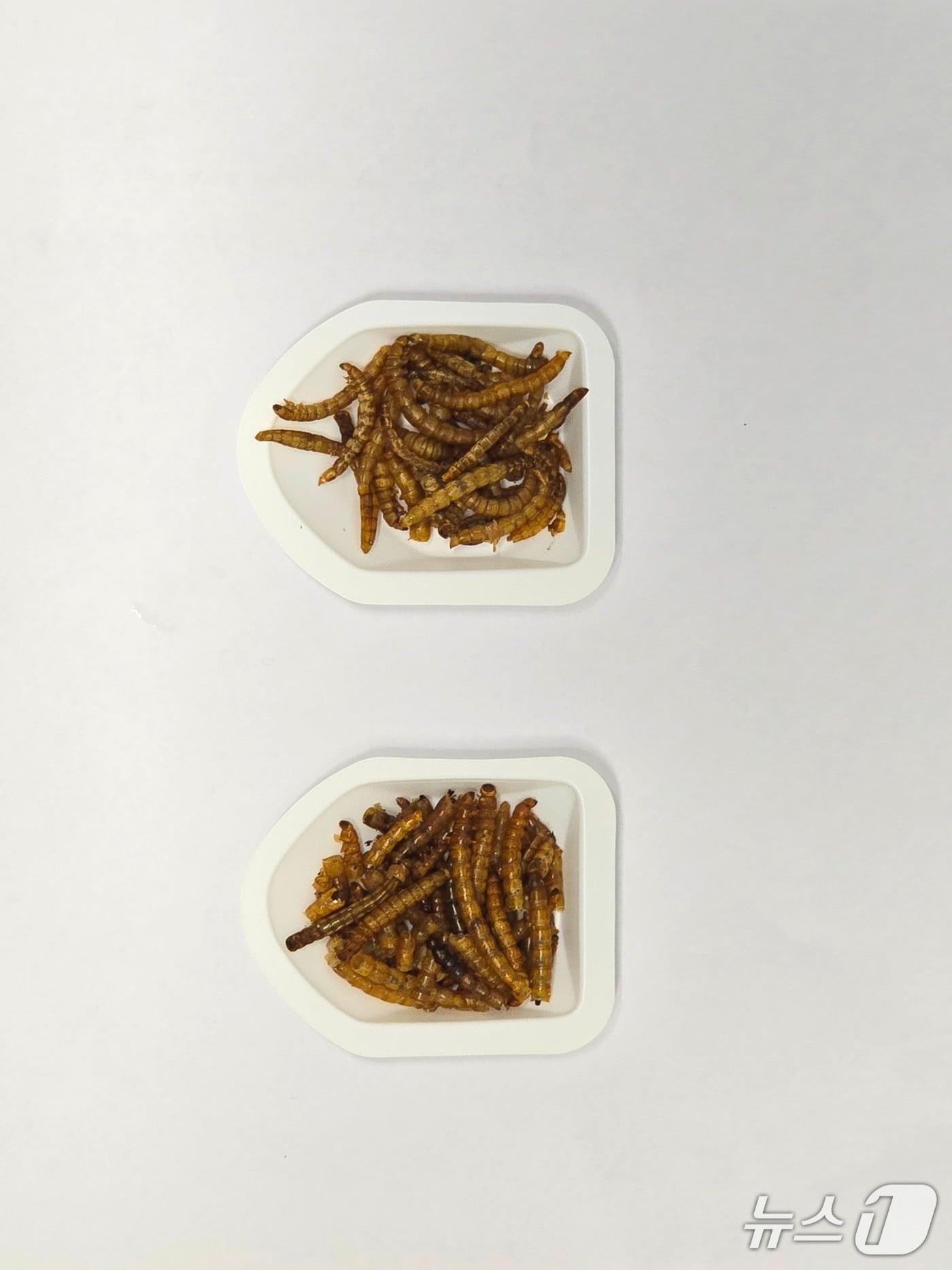 본문 이미지 - 밀기울을 먹인 밀웜(위)과 참치 부산물을 먹인 밀웜(한국해양과학기술원 제공)