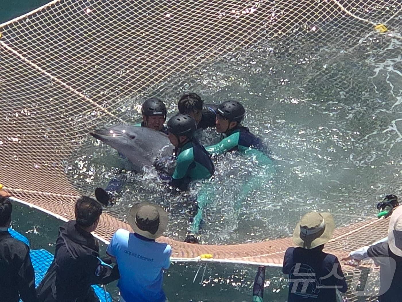 본문 이미지 - 15일 오전 강원 강릉항 요트마리나에서 구조팀이 남방큰돌고래 '안목이'를 특수 그물망 안에서 포획하고 있다. 사람에게 지나치게 익숙해진 안목이는 이날 최종 구조돼 울산 장생포로 옮겨진다. 2026.7.15 ⓒ 뉴스1 윤왕근 기자