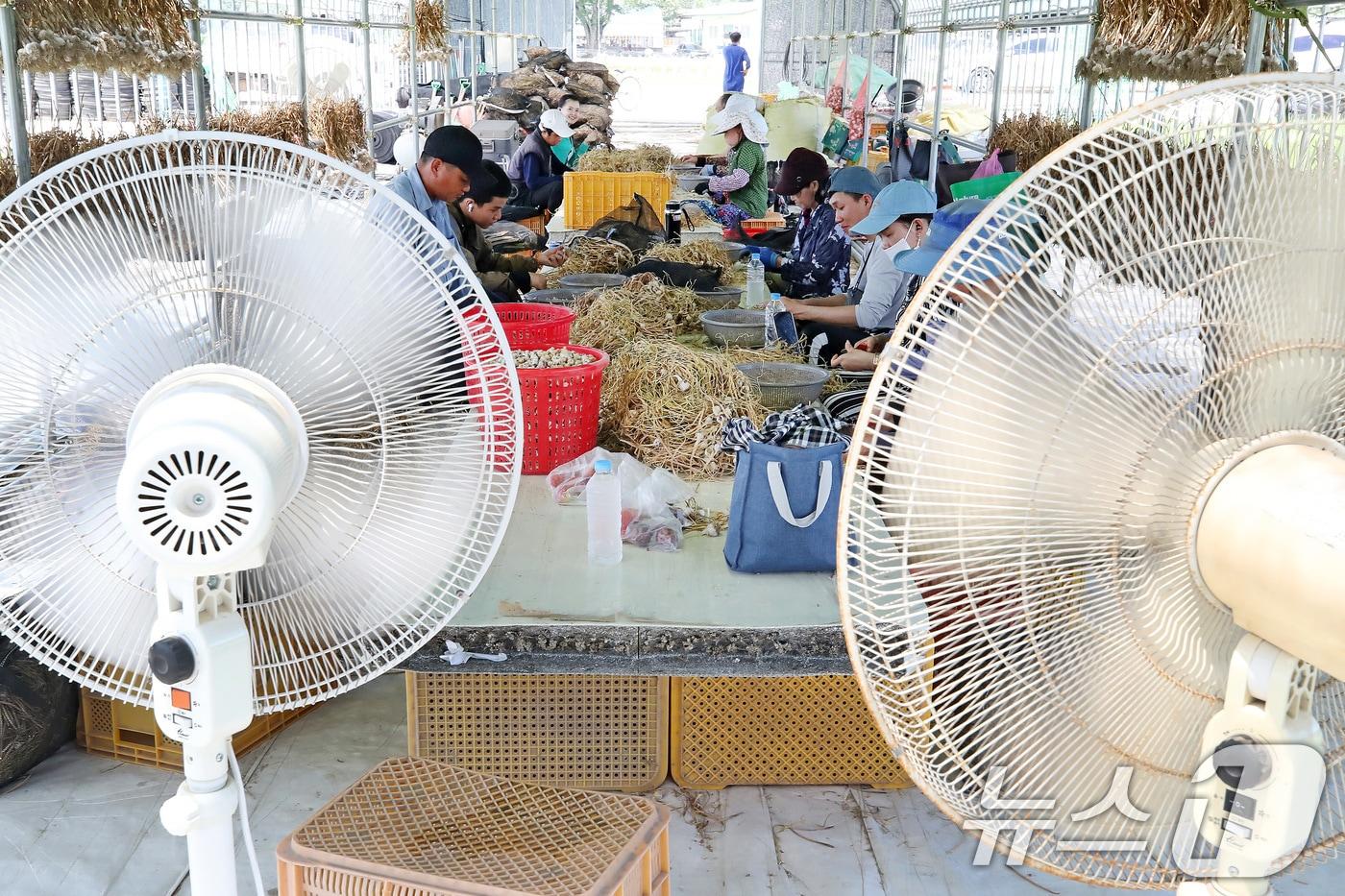 본문 이미지 - 15일 경북 경산과 경주 감포 낮 최고기온이 37.9도를 기록하는 등 찜통더위가 계속됐다.  의성군 단촌면 마늘 재배 농가에서 결혼이주여성과 외국인 계절근로자들이 선풍기를 틀어 놓은 채 마늘종에 달린 '주아'를 손질하고 있다.  2026.7.15 ⓒ 뉴스1 공정식 기자