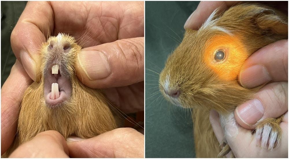 본문 이미지 - 서울 목동 24시 월드펫동물메디컬센터 최영민 원장은 최근 피부 가려움 증상으로 내원한 기니피그의 진료 사례를 공개했다(병원 제공). ⓒ 뉴스1