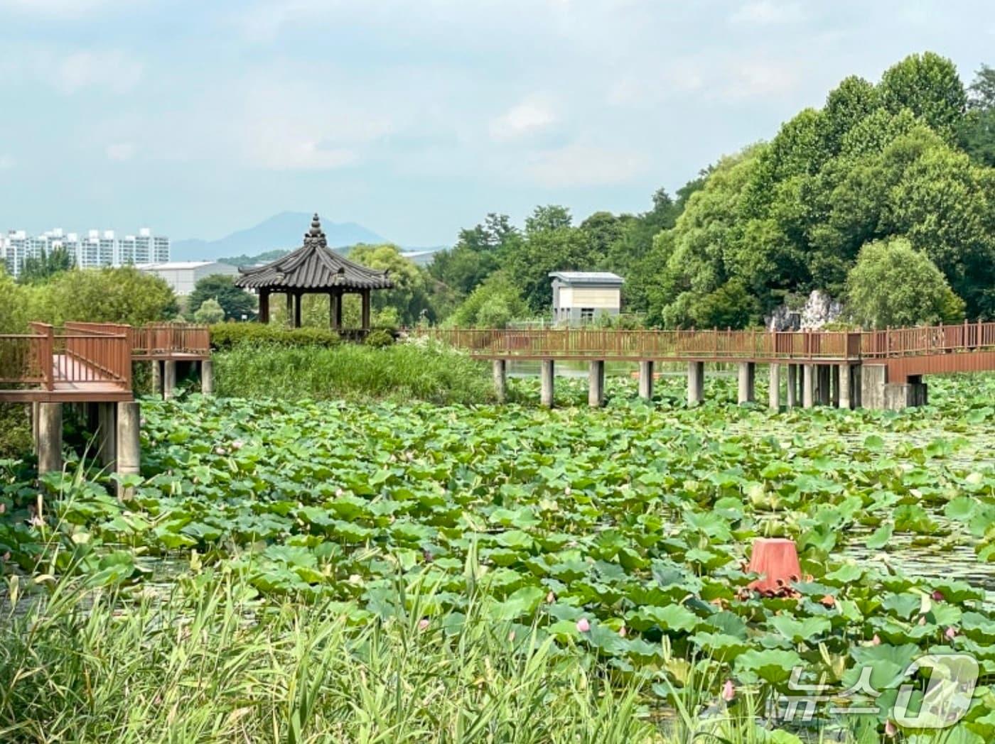 본문 이미지 - 충주 능암늪지 연꽃 군락지(충주시 블로그 캡처. 재판매 및 DB금지)