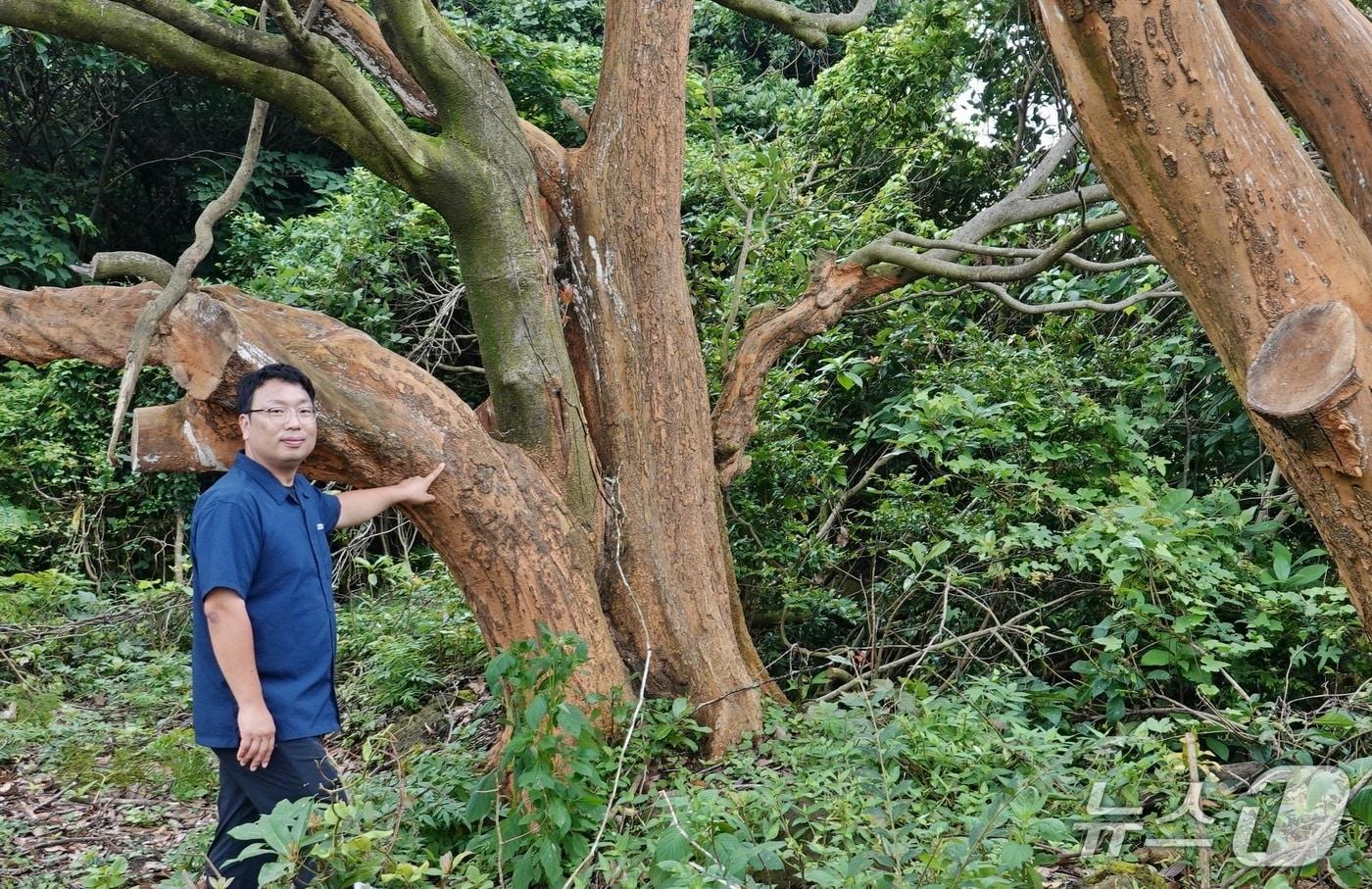 본문 이미지 - 박치관 한국나무의사협회 제주지회장이 자신이 치료한 후박나무를 살펴보고 있다/뉴스1