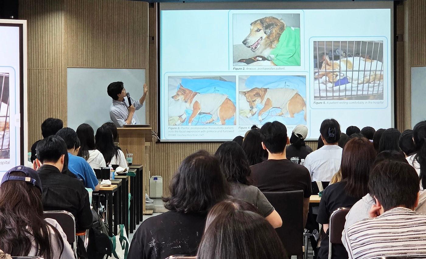 본문 이미지 - 홍성균 신구대 교수가 2026 동물보건사 연수교육에서 '회복기 간호의 통증평가'를 주제로 강의하고 있다. ⓒ 뉴스1