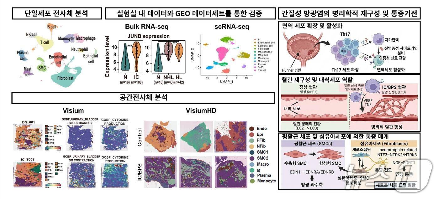 본문 이미지 - 삼성서울병원은 강민용·고광진 비뇨의학과 교수팀이 최첨단 바이오 기술을 활용해 난치성 질환인 간질성 방광염(방광통증증후군)의 새 발병 원인을 규명했다고 19일 밝혔다.(삼성서울병원 제공)