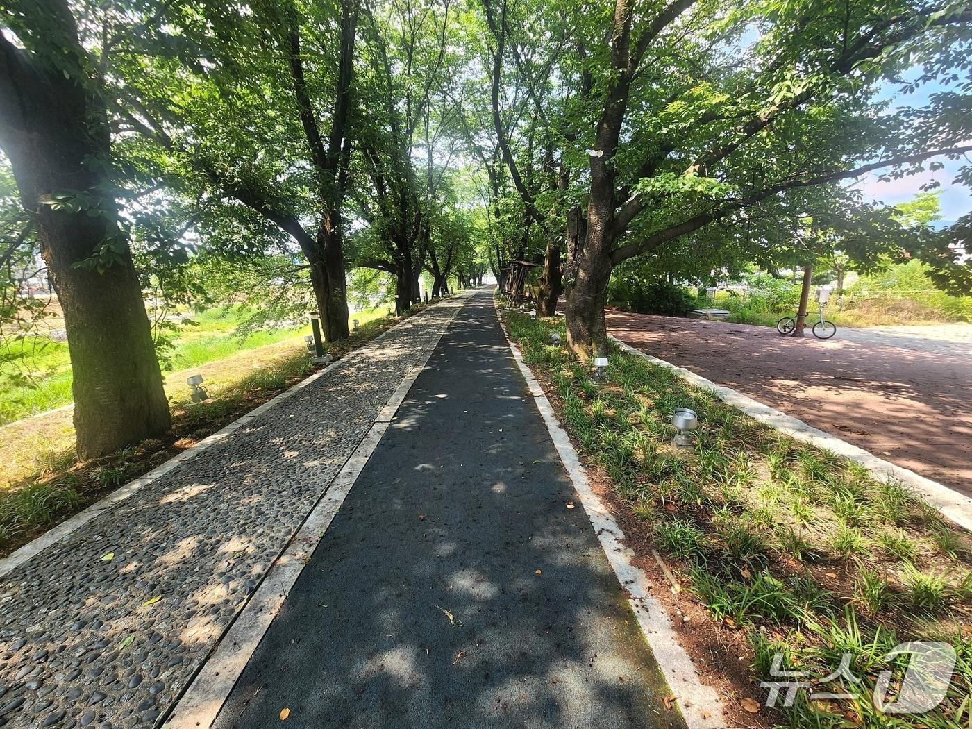 본문 이미지 - 괴산군이 맨발숲길을 조성하는 청안면 문방천 벚꽃길.(괴산군 제공. 재판매 및 DB금지)/뉴스1