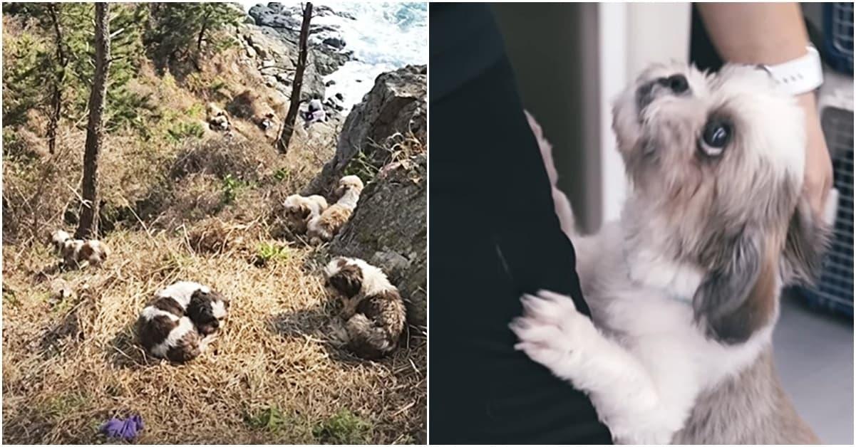 본문 이미지 - 최근 유튜브 채널 '가족이라면서요'에는 절벽에서 구조된 시츄 5마리의 사연을 담은 영상이 공개됐다(유튜브 갈무리). ⓒ 뉴스1