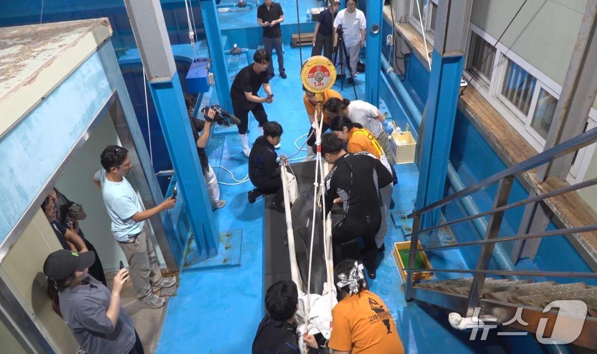 본문 이미지 - 특수 운송장비를 이용해 별도로 마련된 전용 치료수조로 이송되고 있는 남방큰돌고래 '안목이'(해양수산부 제공)
