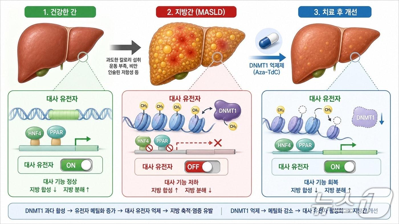 본문 이미지 - 대사이상 지방간질환 형성 및 치료 모식도(AI 생성 이미지·KAIST 제공) /뉴스1