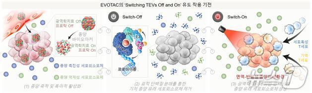본문 이미지 - 항암 나노스위치 치료제 작용 기전(심만규 한국과학기술연구원 선임연구원 제공) /뉴스1