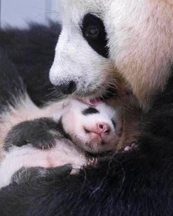 본문 이미지 - 에버랜드가 생후 50일째를 맞은 막둥이 아기 판다의 근황을 23일 공개했다. 국내 세 번째 자연 번식으로 태어난 판다 가족의 넷째 아기 판다는 최근 양쪽 눈을 모두 떴고, 몸무게가 출생 당시(171g)보다 약 13배 증가하는 등 건강하게 자라고 있다. (삼성물산 리조트부문 제공. 재판매 및 DB금지) 2026.7.23 ⓒ 뉴스1
