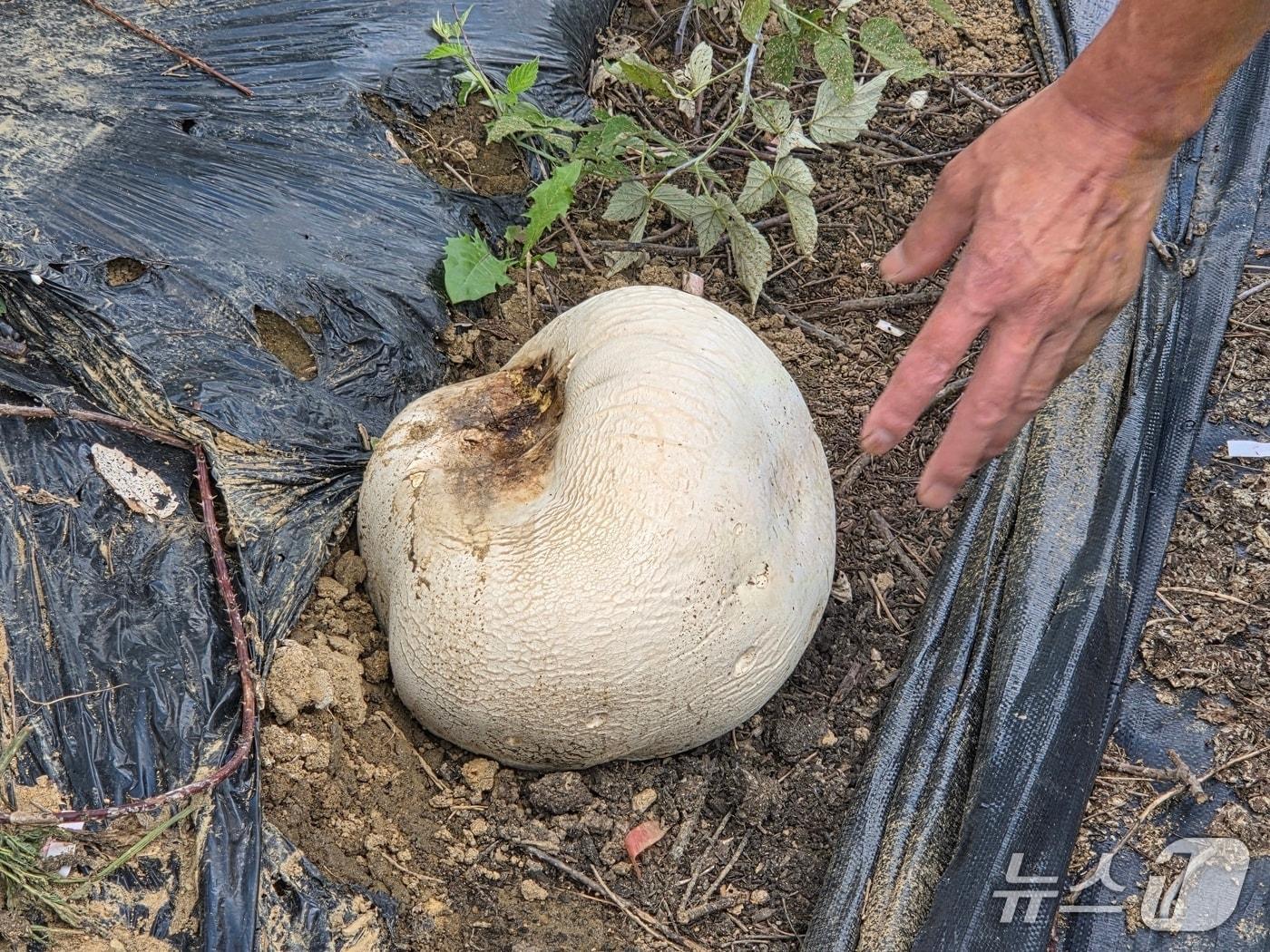 본문 이미지 - 전북 남원시 산내면  입석마을 주지환 이장의 복분자 농장에서 발견된 댕구알 버섯 .(남원시 제공. 재판매 및 DB금지)/뉴스1