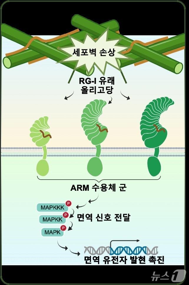 본문 이미지 - RG-I 인식과 식물 면역 신호전달 경로(IBS 제공) /뉴스1