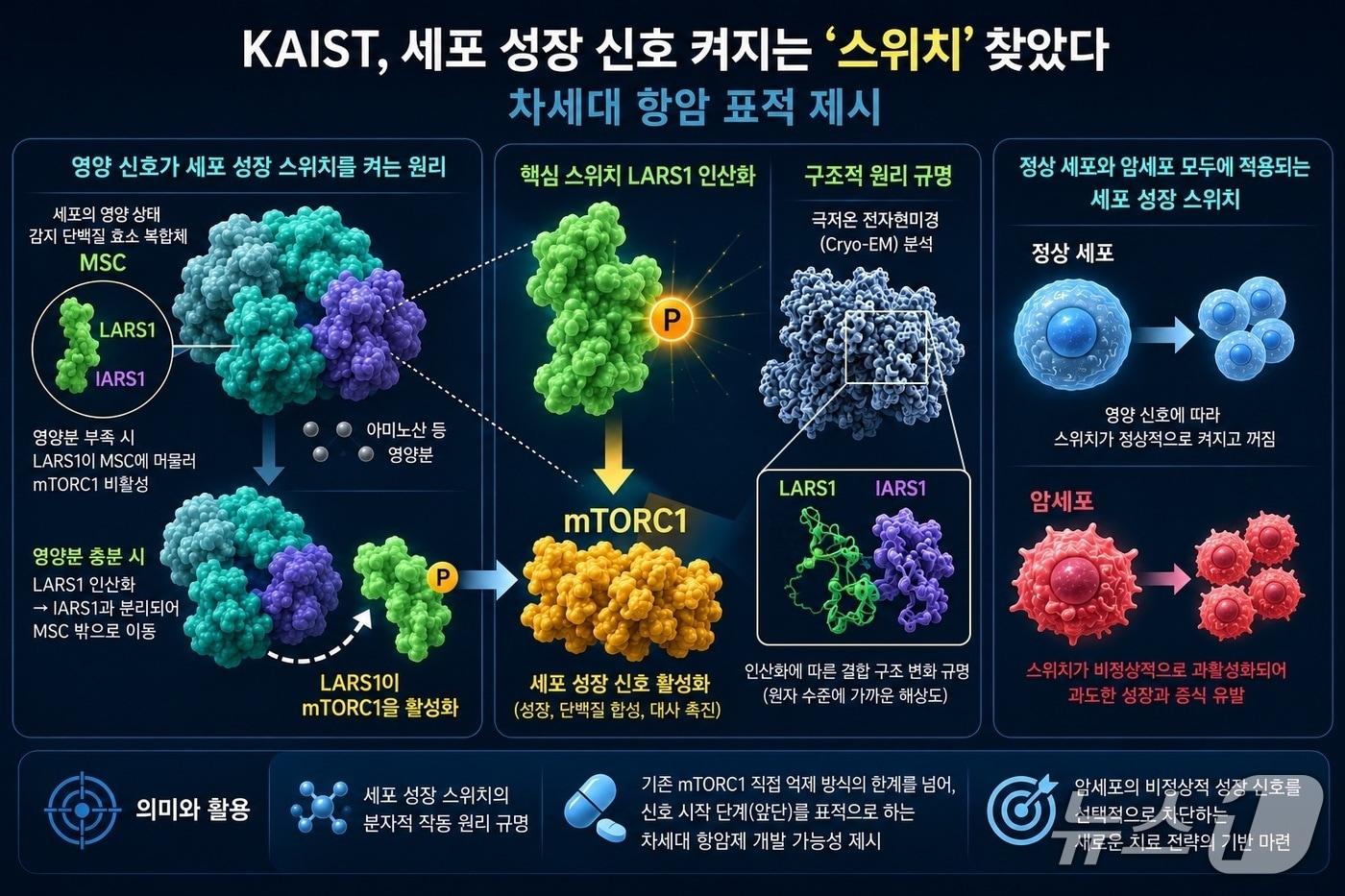 본문 이미지 - 세포 성장 신호 활성화 핵심 원리 규명 연구 이미지(AI 생성·KAIST 제공) /뉴스1