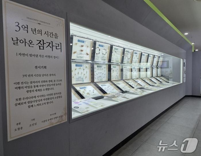본문 이미지 - 불암산 나비정원 여름방학 특별전 중 세계의 잠자리 전시의 모습