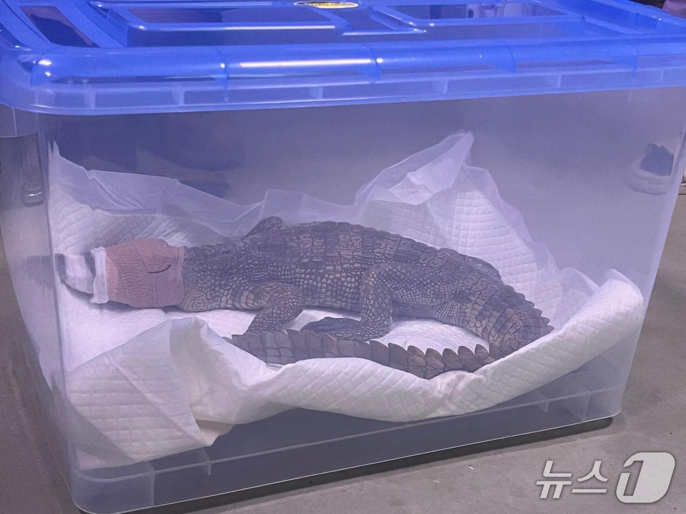 본문 이미지 - 경기 여주시 소양천에서 발견된 샴악어.