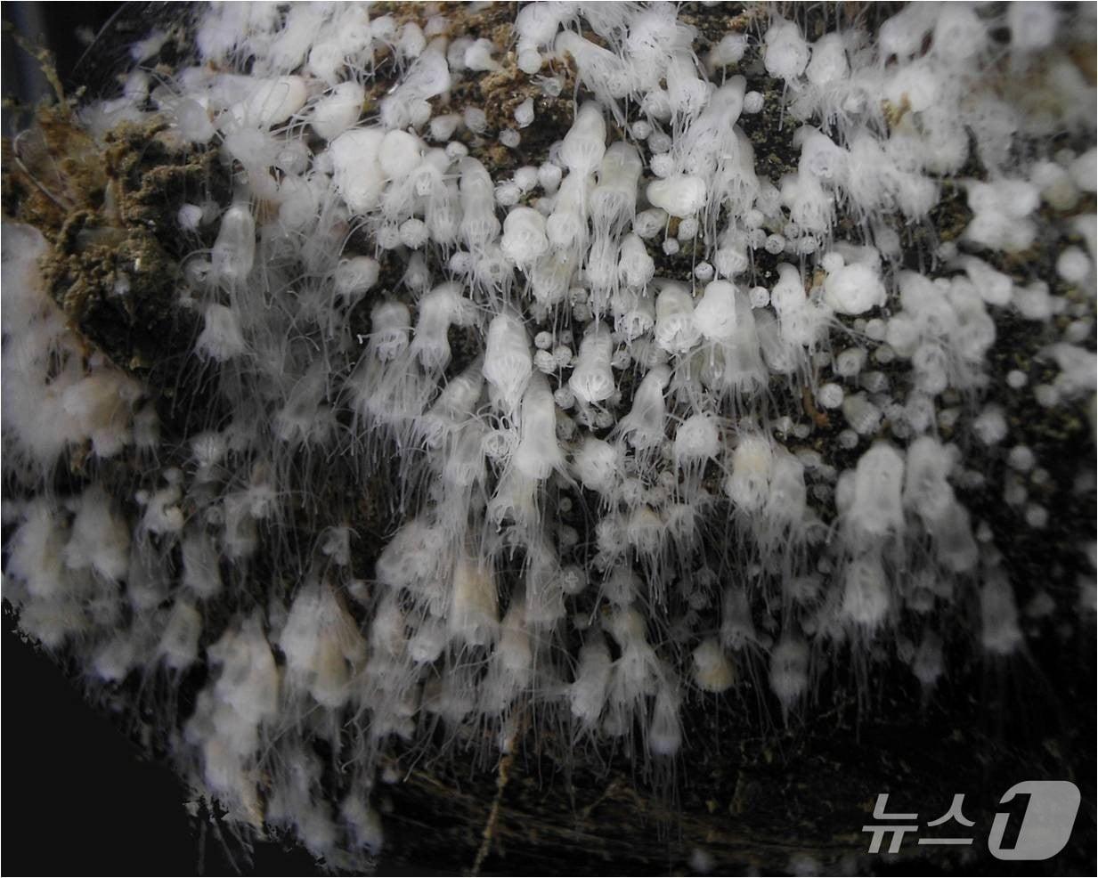 본문 이미지 - 해파리 폴립(해양환경공단 제공)
