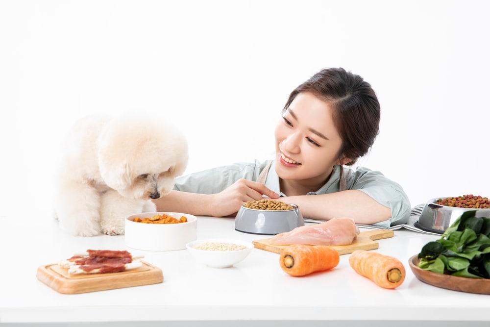 본문 이미지 - 정설령 한국반려동물영양연구소 대표는 서울시수의사회 학술지 기고를 통해 최신 연구를 바탕으로 한 반려동물 만성실장질환 영양관리 원칙을 소개했다(사진 클립아트코리아, 기사 내용과 무관함). ⓒ 뉴스1