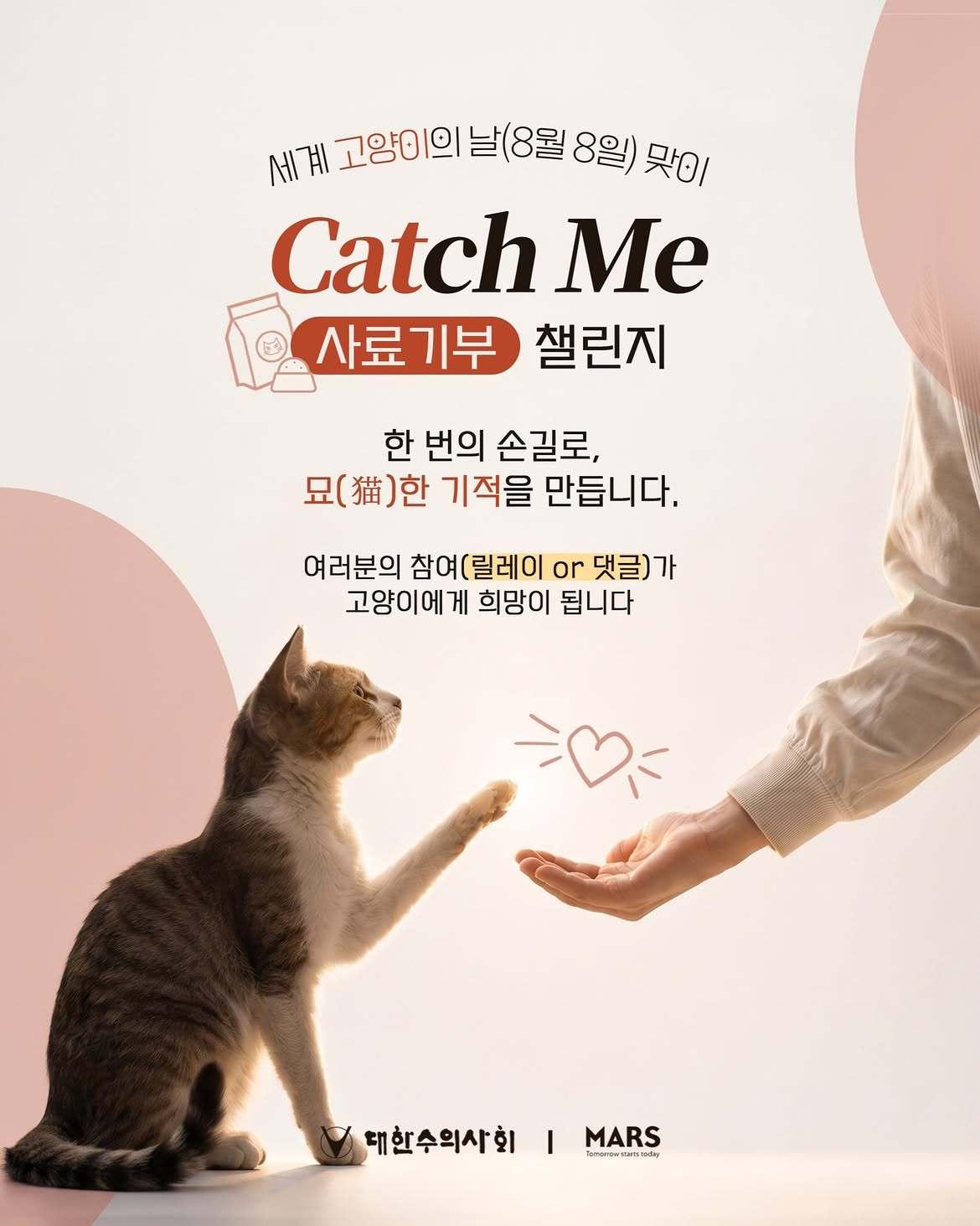 본문 이미지 - 8월 8일 세계 고양이의 날(International Cat Day)을 앞두고 대한수의사회와 한국마즈가 국민 참여형 사료 기부 캠페인을 시작했다(수의사회 제공). ⓒ 뉴스1