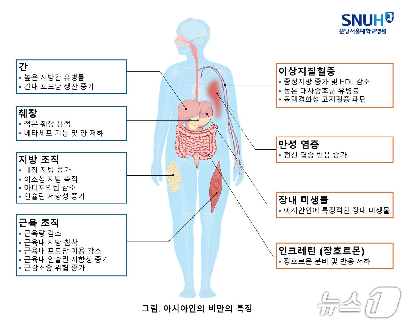 본문 이미지 - 아시아인 비만의 특징.(분당서울대병원 제공)