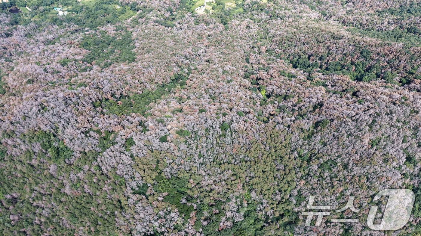 본문 이미지 - 소나무 재선충병 피해 확산  모습. (뉴스1 사진자료) 2026.7.29 ⓒ 뉴스1 