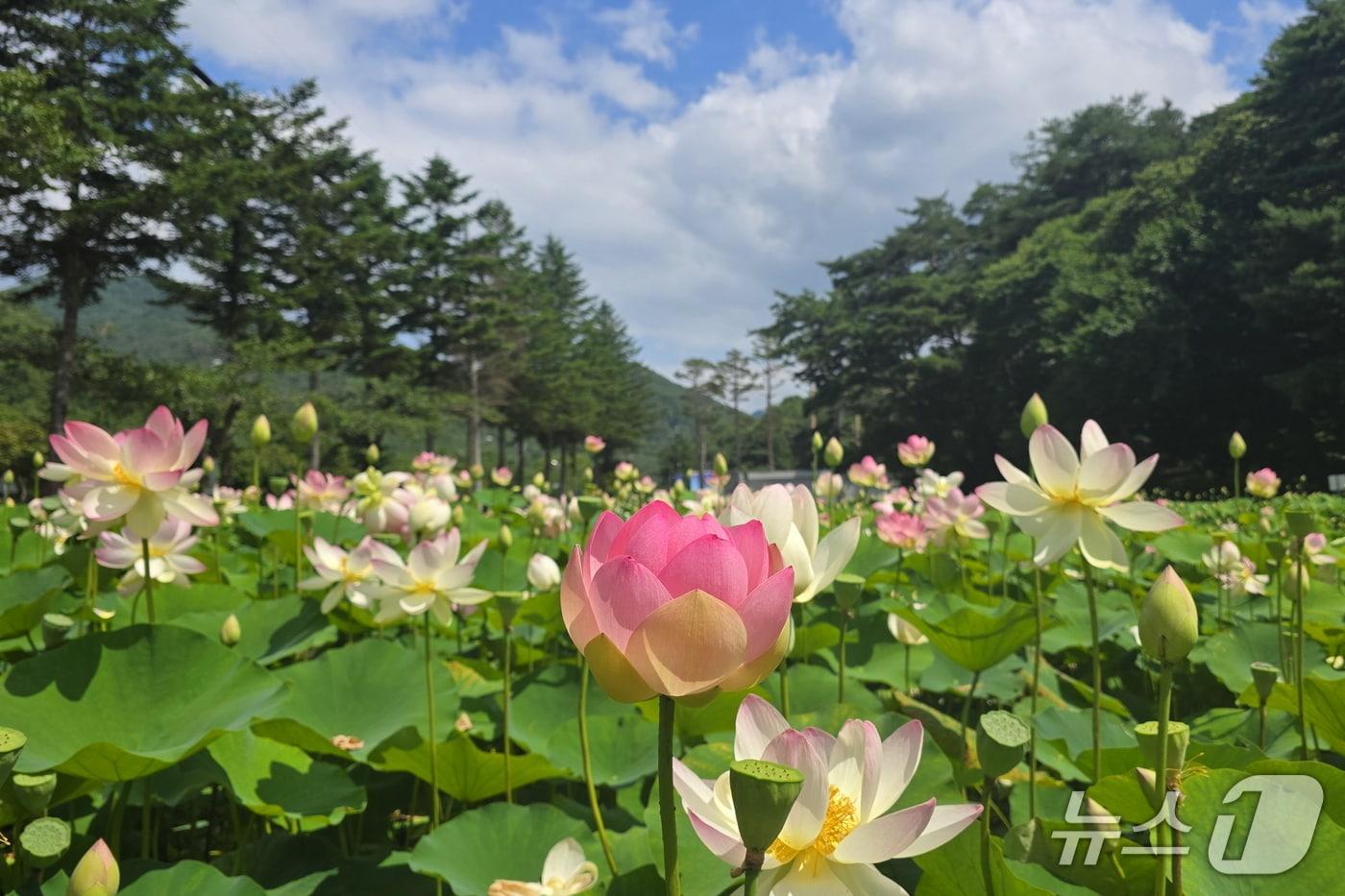 본문 이미지 - 충북 보은군 속리산 입구의 연꽃단지내 연이 꽃망울을 터뜨렸다.(보은군 제공. 재판매 및 DB금지)/뉴스1 