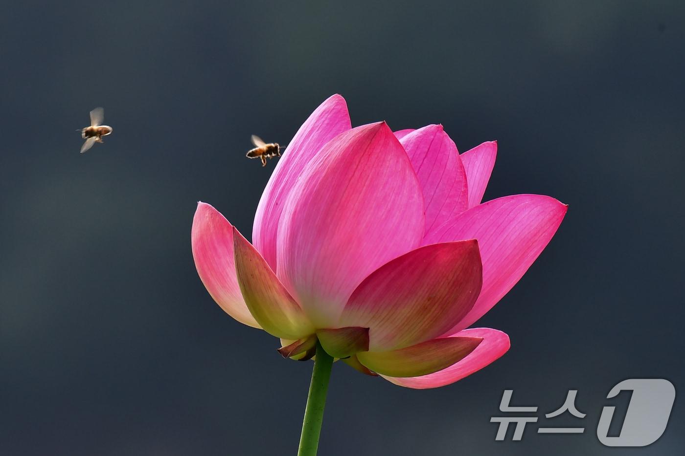 본문 이미지 - 3일 경북 경주시 동궁과 월지 연꽃밭에서 꿀벌들이 홍련으로 날아들고 있다. 2026.7.3 ⓒ 뉴스1 최창호 기자