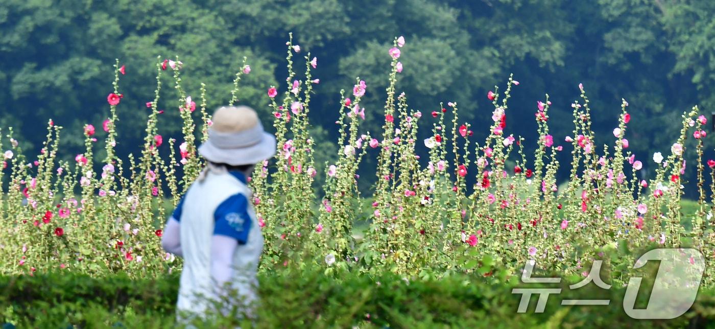 본문 이미지 - 3일 경북 경주시 첨성대 주변에 접시꽃이 활짝 폈다.2026.7.3 ⓒ 뉴스1 최창호 기자