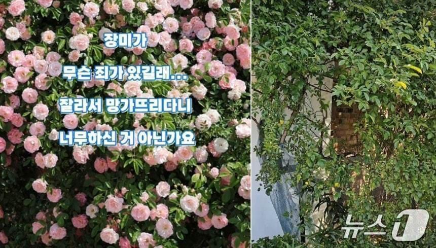 본문 이미지 - 피해 현장. (SNS '파란장미정원' 갈무리. 재판매 및 DB 금지) 2026.6.26/뉴스1