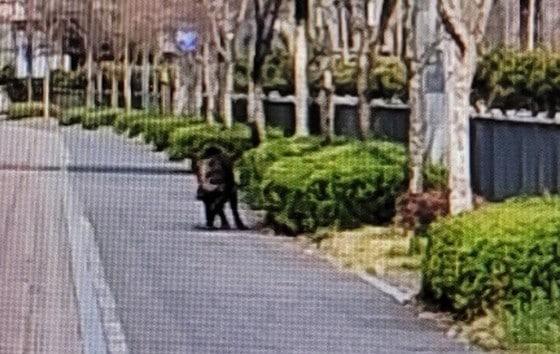 본문 이미지 - 지난 4월 세종시 집현동 수루배마을 6단지 출몰한 멧돼지.(세종시 제공. 재판매 및 DB 금지))
