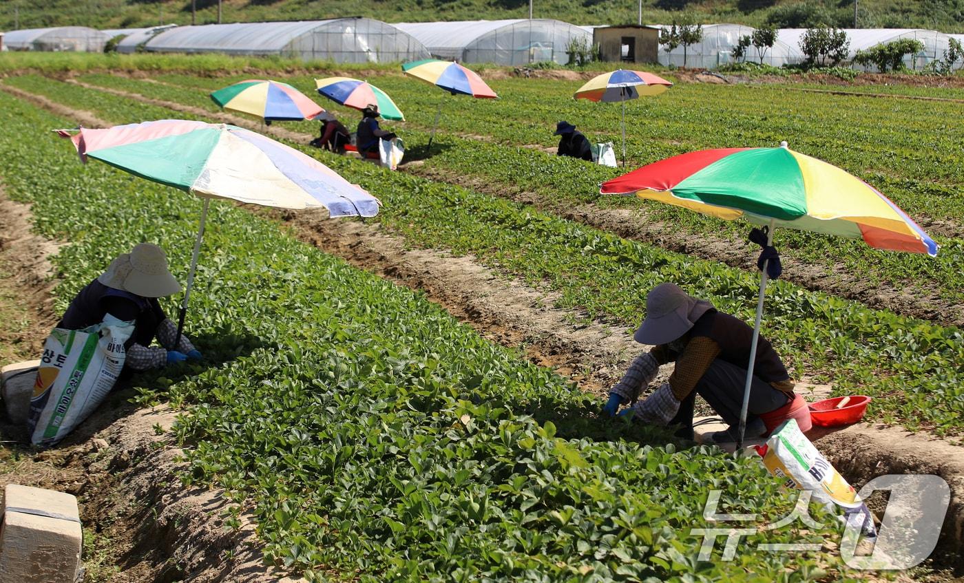 본문 이미지 - 경남 밀양에 폭염중대경보가 발효 중인 30일 삼랑진읍 한 딸기 농가에서 라오스 계절 근로자들이 파라솔 아래 그늘서 딸기 모종 잎사귀를 솎아내는 작업을 하고 있다. 2026.7.30 ⓒ 뉴스1 윤일지 기자