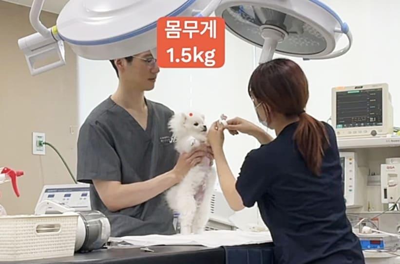 본문 이미지 - SD동물의료센터는 최근 체중 1.5kg의 어린 강아지에게 동맥관개존증(Patent Ductus Arteriosus·PDA) 폐쇄 중재시술을 성공적으로 시행했다고 밝혔다(유튜브 SD동물의료센터 갈무리). ⓒ 뉴스1