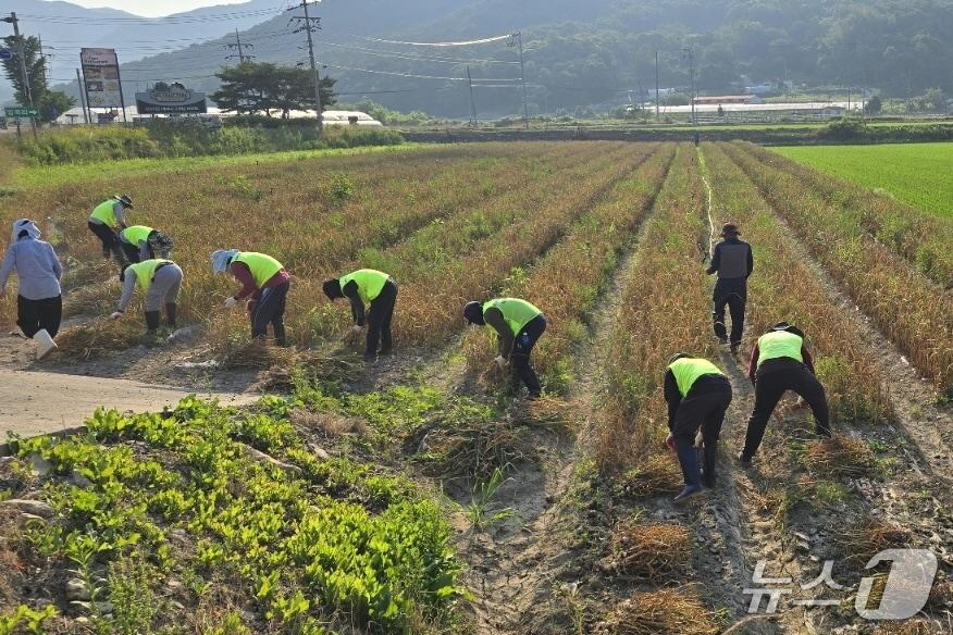 본문 이미지 - 외국인 계절근로자 농촌 일손 돕기 장면.(보은군 제공. 재판매 및 DB금지)/뉴스1 