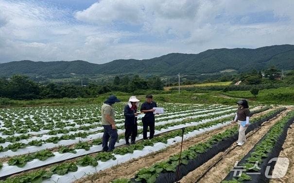 본문 이미지 - 장수군은 '준고랭지 여름배추 안정생산 체계 구축 시범사업'을 추진하고 있다고 31일 밝혔다.(장수군 제공. 재판매 및 DB금지)2026.7.31/뉴스1