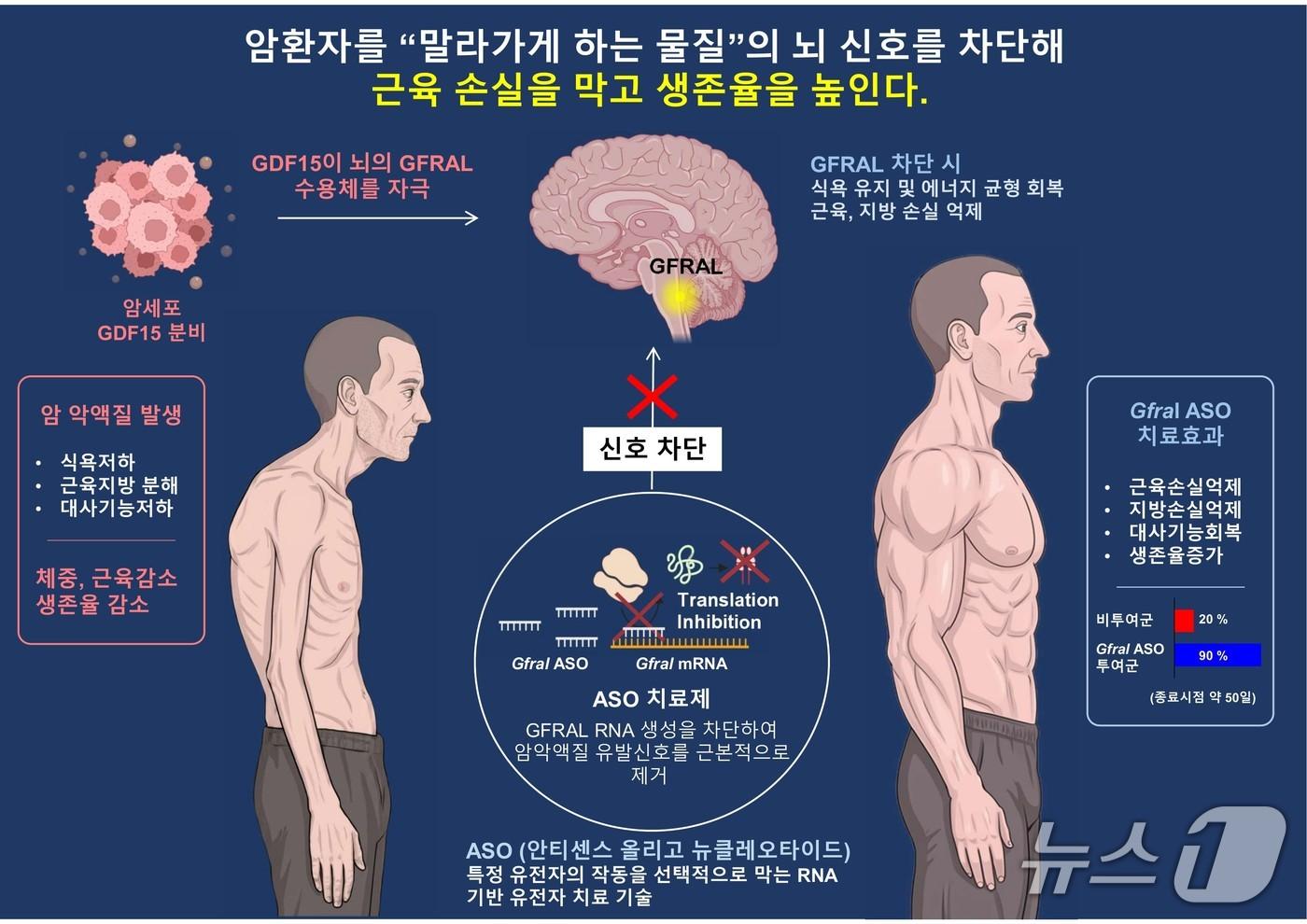 본문 이미지 - 암 악액질 치료 연구 이미지(AI 생성·KAIST 제공) /뉴스1