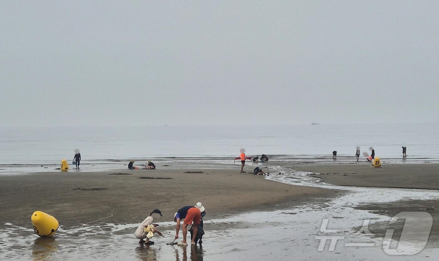 본문 이미지 - 4일 전북 부안군 변산해수욕장에서 흐린 날씨 속에서도 피서객들이 갯벌에서 호미와 양동이를 들고 조개를 잡으며 즐거운 시간을 보내고 있다. 2026.7.4 ⓒ 뉴스1 강교현 기자