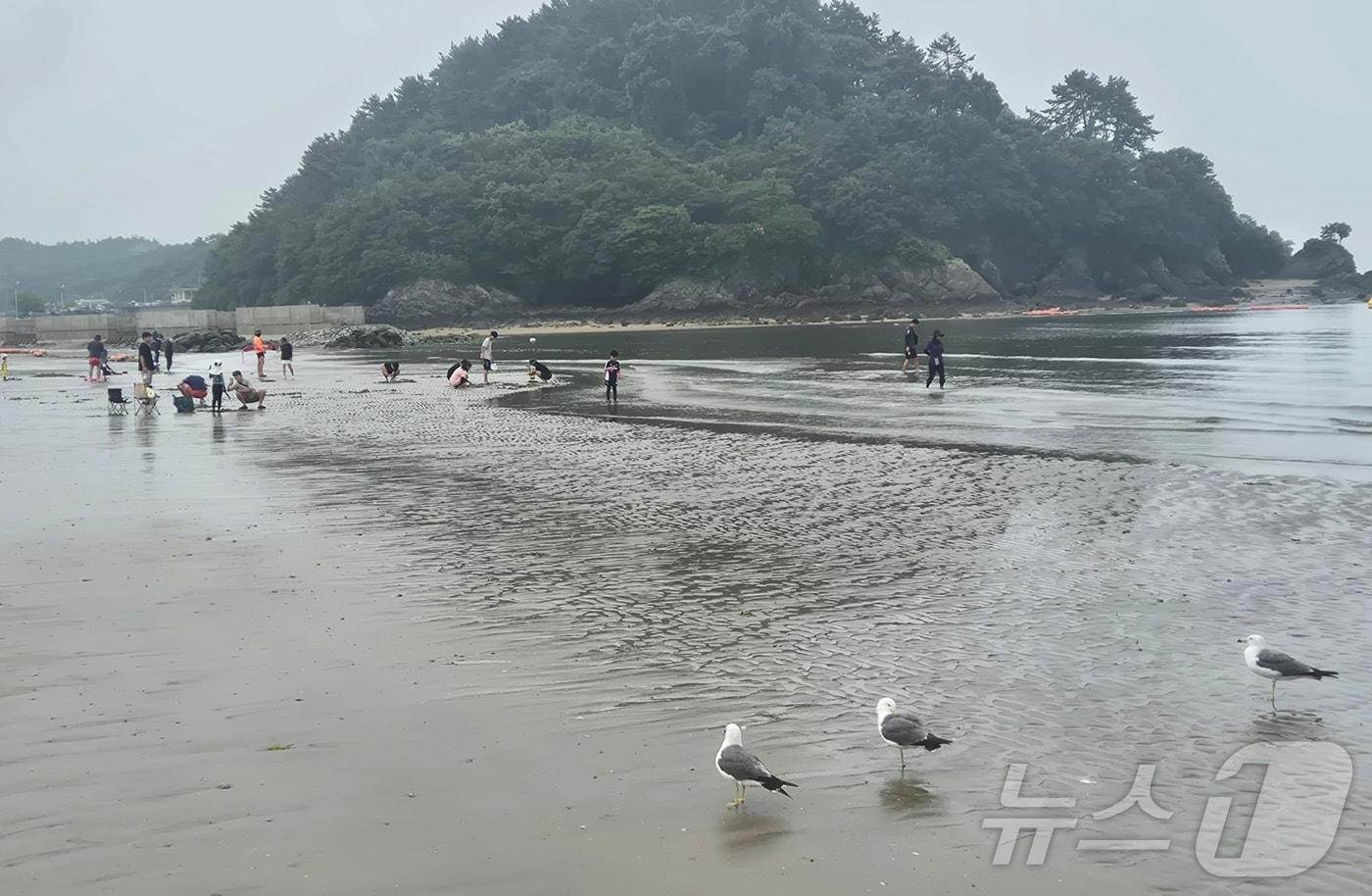 본문 이미지 - 4일 전북 부안군 변산해수욕장에서 갈매기들과 피서객들이 어우러져 여유로운 시간을 보내고 있다. 2026.7.4 ⓒ 뉴스1 강교현 기자