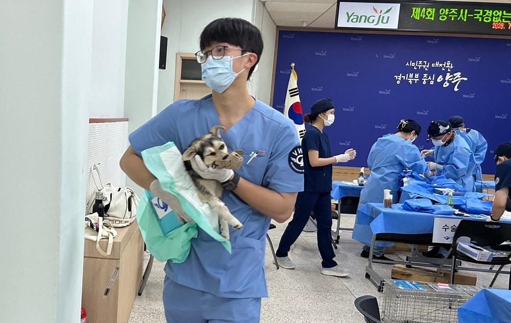 본문 이미지 - 국경없는수의사회와 양주시는 지난 5일 양주 농업기술센터에서 '제4회 중성화 수술 프로젝트'를 진행했다(국경없는수의사회 제공). ⓒ 뉴스1