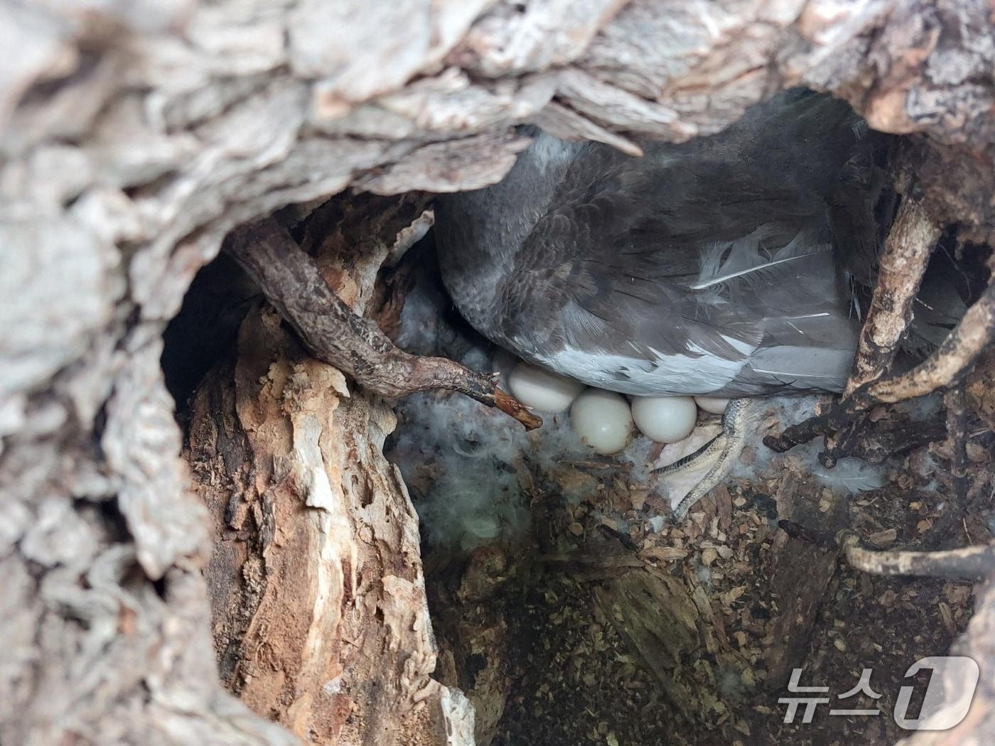 본문 이미지 - 대구 수성구 수성못 둥지섬 나무 구멍에 사향오리로 추정되는 조류가 알을 품고 있다.(대구 수성구 제공. 재판매 및 DB금지)