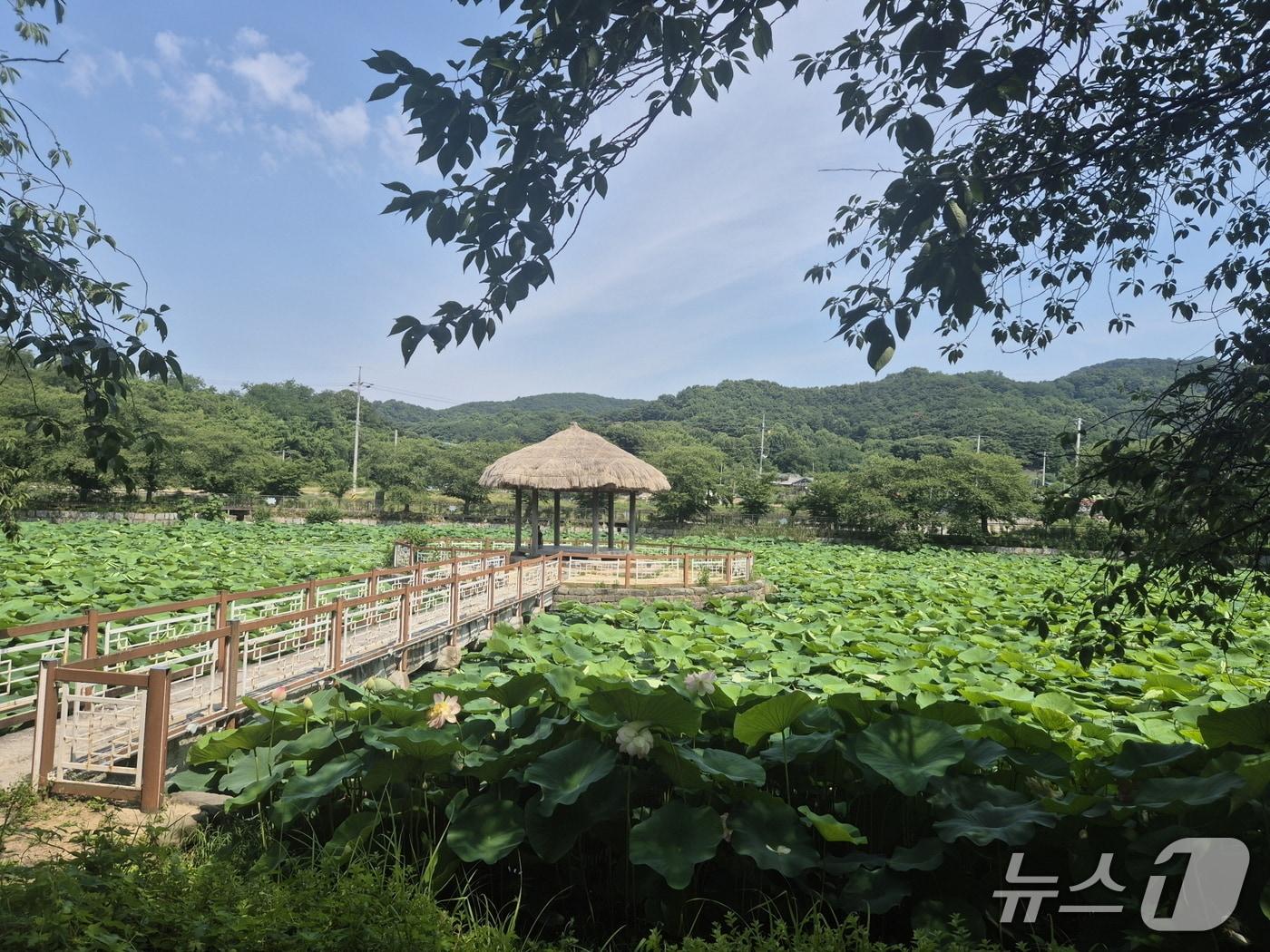 본문 이미지 - 면천면 골정지 연꽃(당진시 제공. 재판매 및 DB금지)/뉴스1