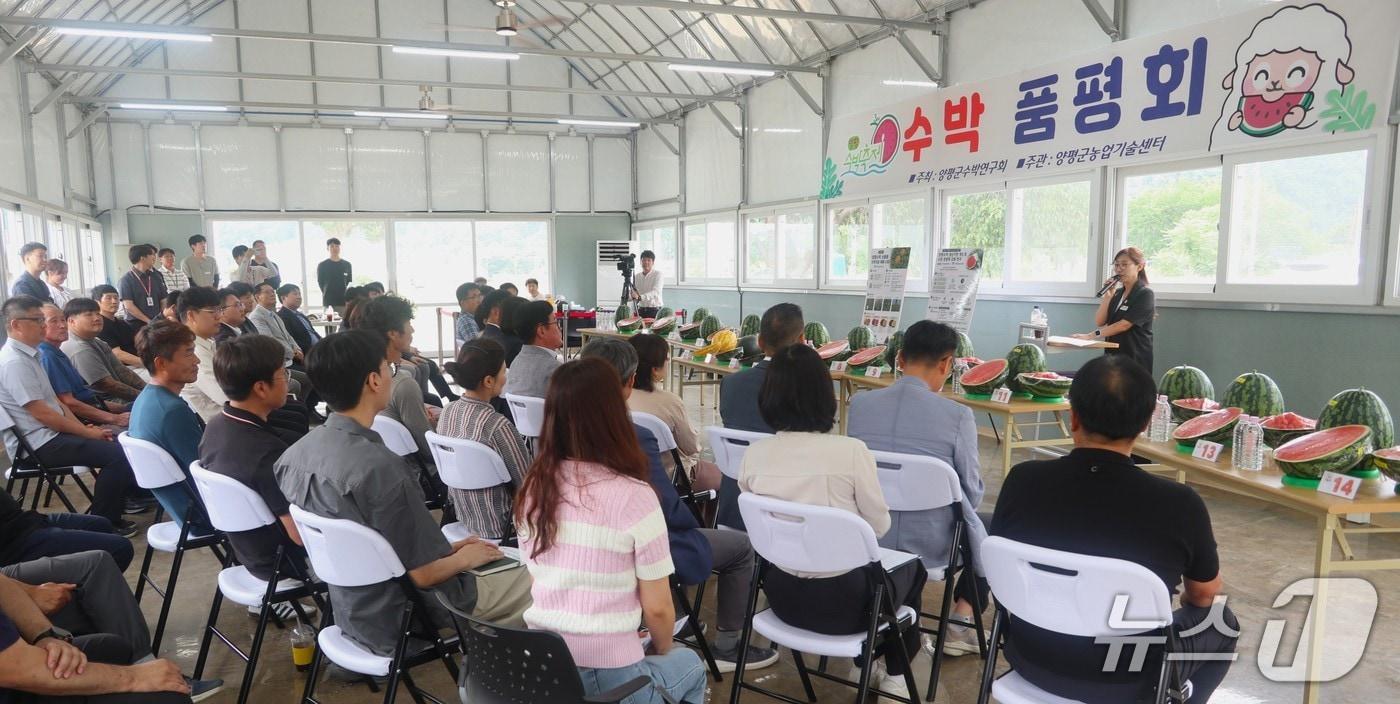 본문 이미지 - 경기도농업기술원이 7일 농업과학연구관에서 진행한 수박 신품종 평가회. (경기도 제공)