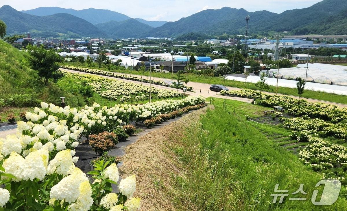 본문 이미지 - 충북 옥천군 이원면 묘목공원에 수국이 활짝 펴 한여름의 정취를 더하고 있다.(옥천군 제공. 재판매 및 DB금지)/뉴스1 
