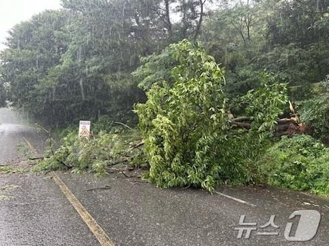 본문 이미지 - 도로에 나무가 쓰러져 있다.(사진은 기사 내용과 무관함) / 뉴스1 ⓒ News1