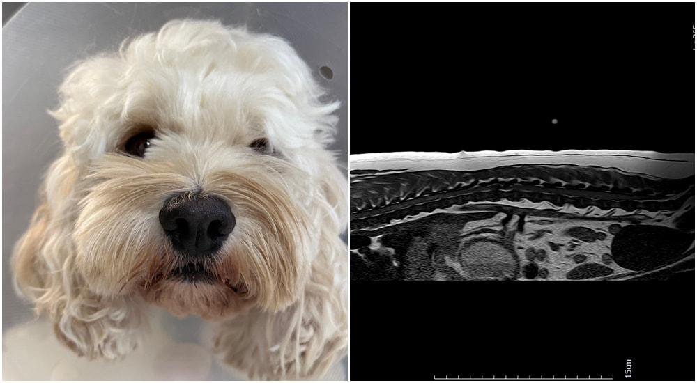 본문 이미지 - 기립불능 상태로 내원한 반려견의 MRI 결과(월드펫동물메디컬센터 제공) ⓒ 뉴스1